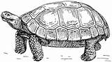 Tortoise Steady sketch template
