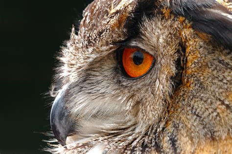 european eagle owl side profile birds wildlife photography  martin eager runic design