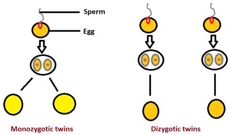 identical twins are also known as a monozygotic twins class 12 biology cbse