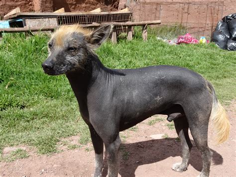 peruvian hairless dog history personality appearance health  pictures
