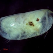 Afbeeldingsresultaten voor "obtusoecia Obtusata". Grootte: 183 x 185. Bron: www.marinespecies.org