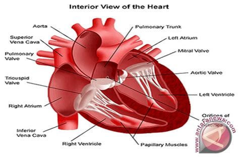 gambar organ jantung  keterangannya