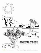 Tree Joshua Coloring National Park Color California Worksheets Trip Ride Read Education sketch template