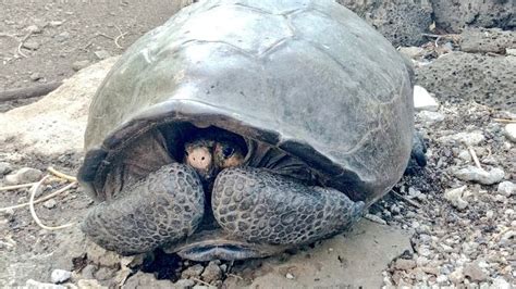 uitgestorven schildpad op galapagos eilanden toch niet uitgestorven rtl nieuws