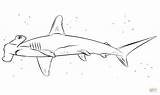 Requin Marteau Shark Hammerhead Martello Squalo Colorare Disegni Kleurplaten Hamerhaai Kleurplaat Squali sketch template
