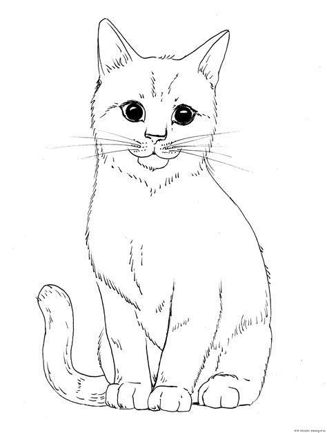 cat draw  art illustrations
