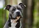 Image result for Staffordshire Bull Terrier. Size: 136 x 98. Source: www.mein-haustier.de