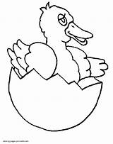 Coloring Pages Duck Hatching Spring Printable Seasons sketch template
