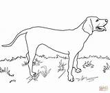 Coonhound Redbone Labrador Dalmatian Vizsla Retriever Dane Supercoloring Chow sketch template