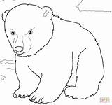 Polar Oso Urso Orso Cub Polare Ours Tierno Orsi Polaires Tiernos Animali Curso Supercoloring Raskrasil Adulti Stampabile Cucciolo Desenhar Meglio sketch template