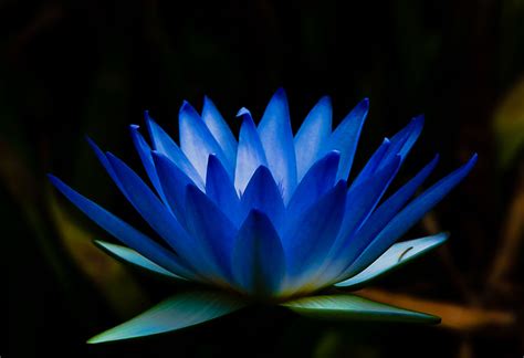 blue water lily    botanic gardens  sydney au flickr