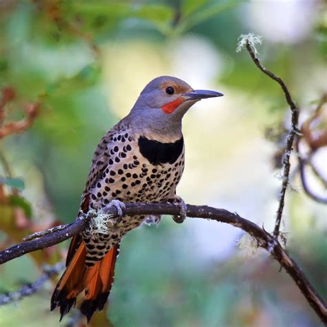 red shafted northern flicker colaptes auratus cafer western north america backyard birds