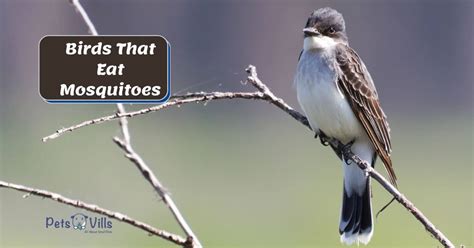 birds eat mosquitoes  beneficial species  backyard