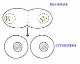 Telophase sketch template