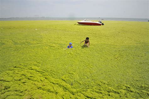 china yellow sea turns green as qingdao beaches are covered in algae [photos]