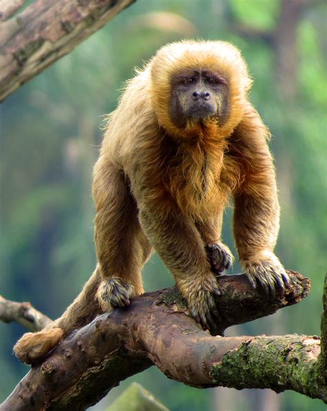 macaco prego dourado wikipedia  enciclopedia livre