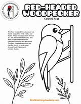 Woodpecker Headed sketch template