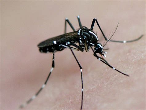 aedes mosquitoes
