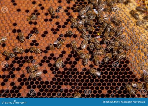 bijen  een bijenkast van honingraat bijen  bijenkorf met verzegelde en open cellen voor hun