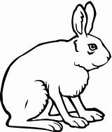 Rabbit Coloring Jack Pages Side Outline Hare Drawing Cartoon Hares Printable Color Animal Cute sketch template