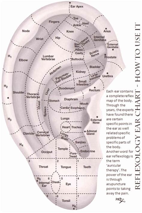 Reflexology Ear Chart In 2020 Ear Reflexology Reflexology