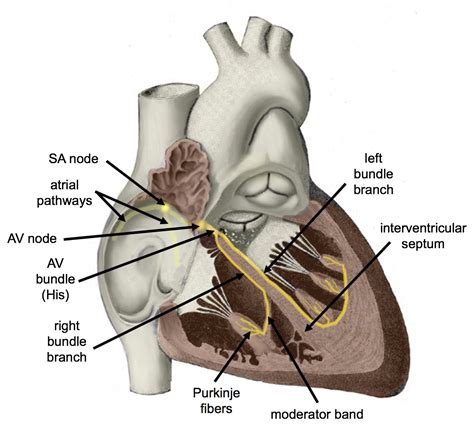 heart human biology