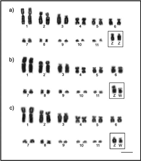 Partial Karyotype Showing The Largest Autosomal Pairs And Zw Sex
