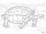 Galapagos Tortoise Coloring Pages Realistic Giant Reptiles Printable Drawing Print Color Sheets Animals Kids Parentune Worksheets Child Tortoises Printables sketch template