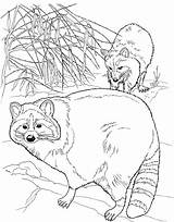 Coloring Raccoon Pages Raccoons Colouring Pair Cute sketch template