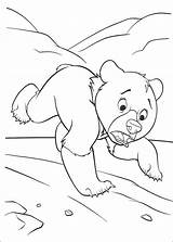 Bear Brother Coloring Running Pages Cartoon Koda sketch template