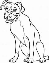 Boxer Dog Coloring Cartoon Book Pages Color sketch template