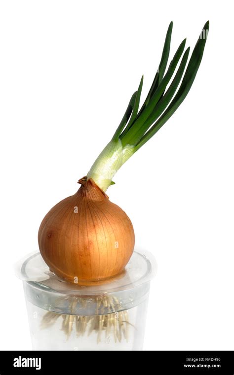 sprouting onion growing   glass  water stock photo alamy