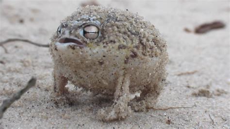 listen   desert rain frog nwf ranger rick