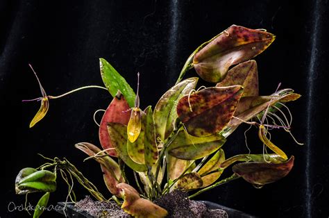 restrepia brachypus orchidkarma