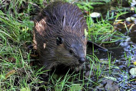 Why Human Sized Beavers Died Out 10 000 Years Ago Realclearscience