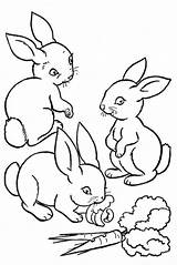 Kaninchen sketch template