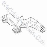 Osprey Coloring Pages Click sketch template