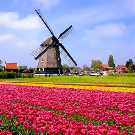 Dutch Tulip Field And Windmill Wall Mural Murals Your Way