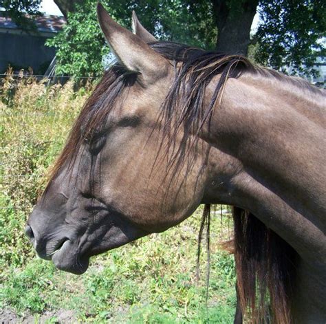 grullos images  pinterest beautiful horses grulla horse