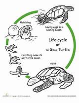 Cycle Life Turtle Science Worksheets Coloring Animals Sea Worksheet Color Craft Activities First Education Grade Reptiles Preschool Animal Turtles Ocean sketch template