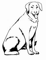 Coloring Labrador Dog Lab Pages Printable Dogs Chocolate Yellow Sitting Print Drawing Line Retriever Service Labs Cute Clipart Color Colouring sketch template