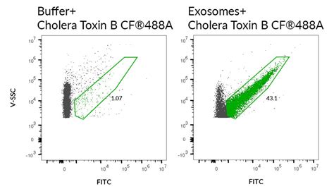 Cholera Toxin Subunit B Cf® Dye Conjugates Biotium