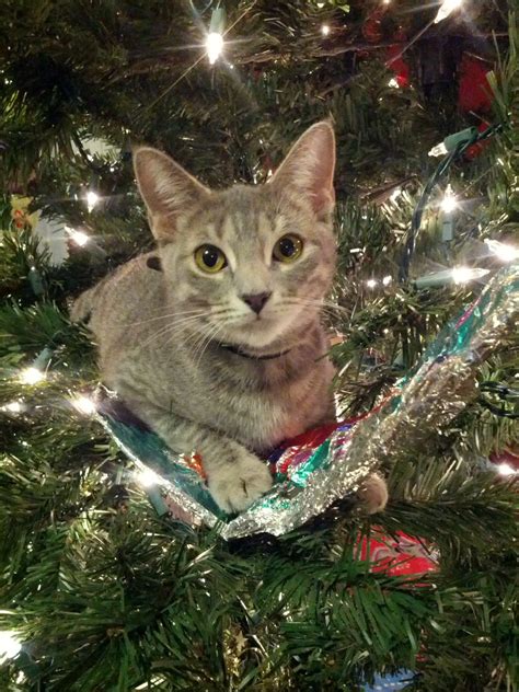 14 Cats That Are Ruining Christmas