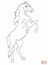 Rearing Horse Cheval Colorare Paard Pferd Cavallo Disegni Steigerend Aufsteigendes Frison Printable Zampe Cabre Ausmalbilder Fries Traseras Patas Caballo Aladdin sketch template