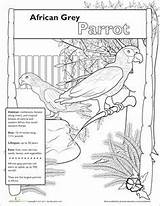 Coloring Parrot African Pages Grey Adult Animal Animals Zoo Bird Colouring Parrots sketch template