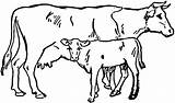 Cow Line Cliparts Calf Clipart Clip Cows sketch template
