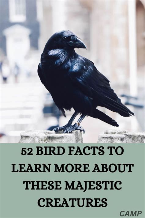bird facts  learn    majestic creatures artofit