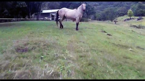 flying  drone   horse youtube
