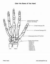 Hand Coloring Features Bony Bones Anatomy Skeletal System Sponsors Wonderful Support Please Exploringnature sketch template