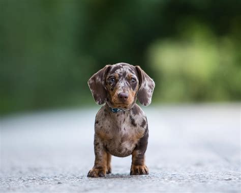 miniature dachshund portrait  thame oxfordshire lennys story